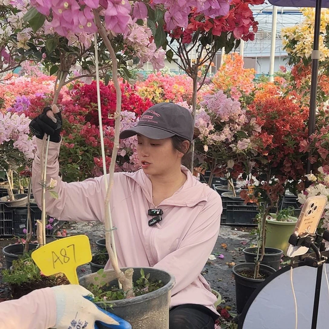 天***丽大部分花苞少量开放A87赛佛里