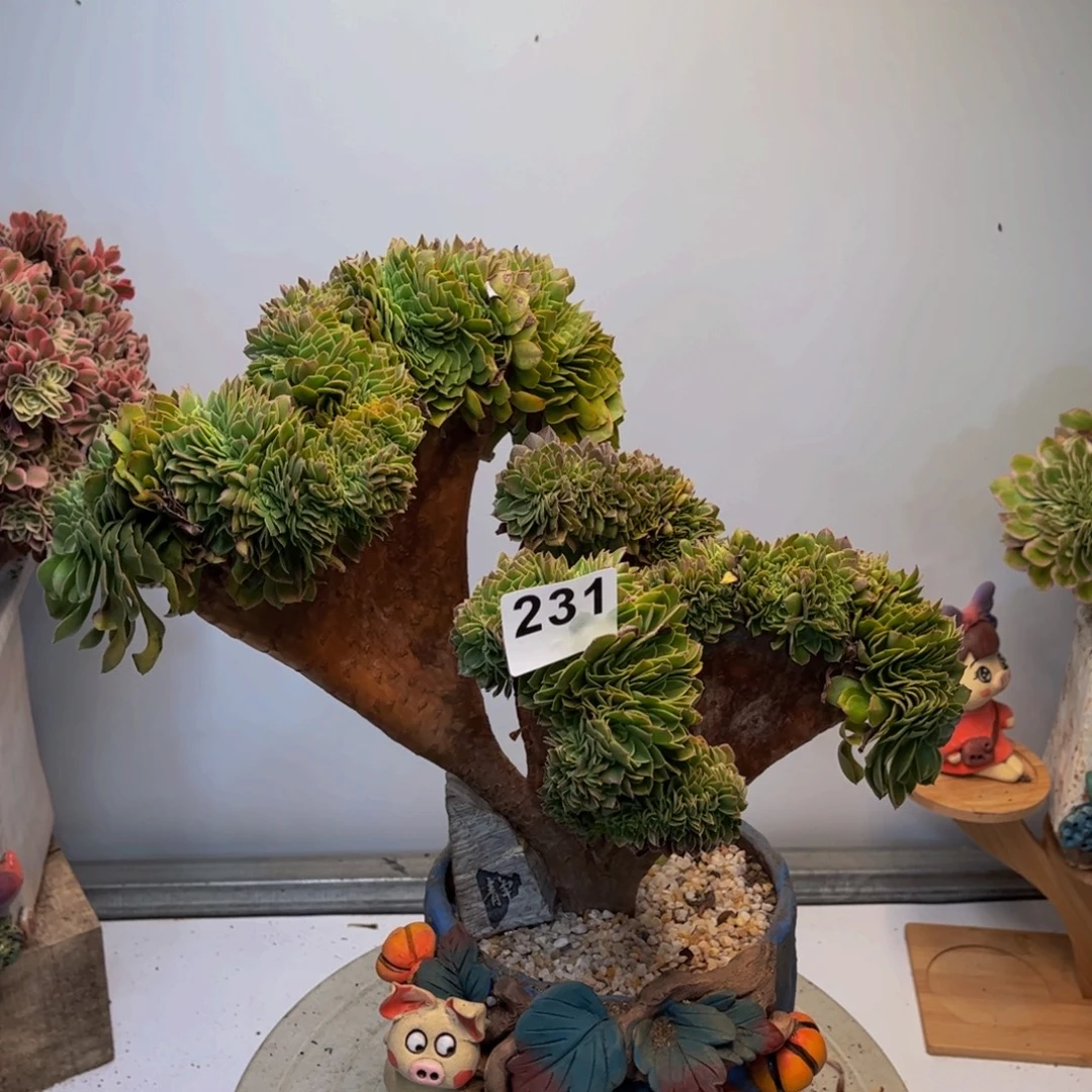 多肉植物万圣节缀231