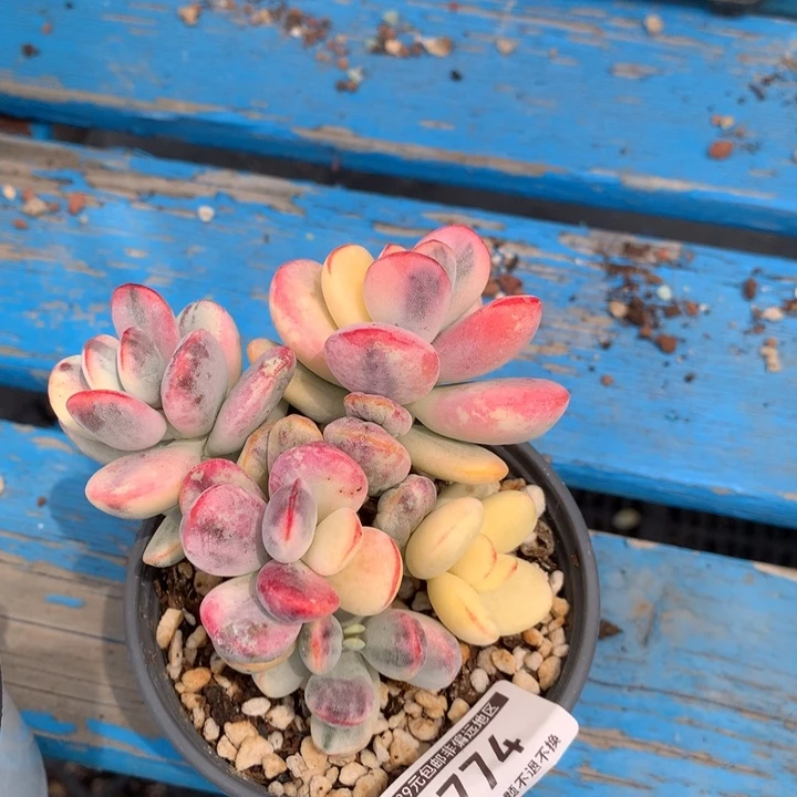 无花朵乒乓福娘锦多肉2774