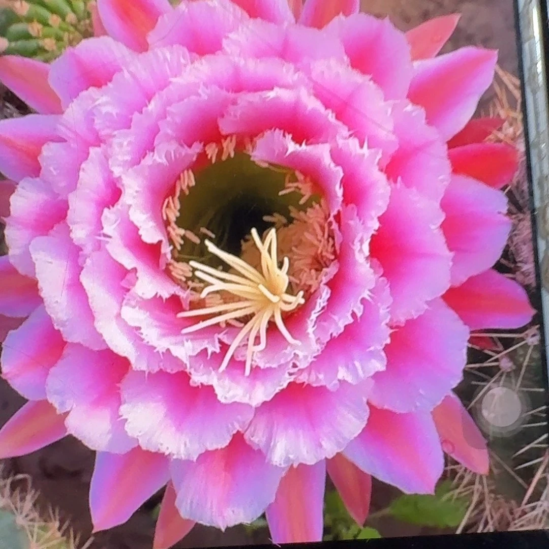 七仙女侧芽5公分毛花柱