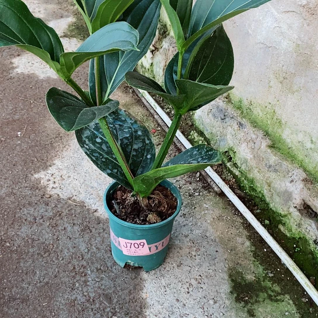 无花朵沙*木本花卉709