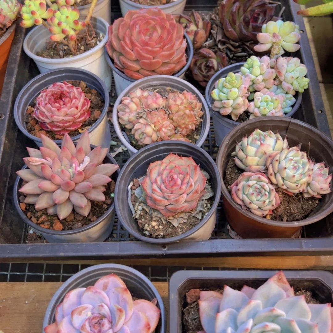 ?**皓配货定向链接16颗