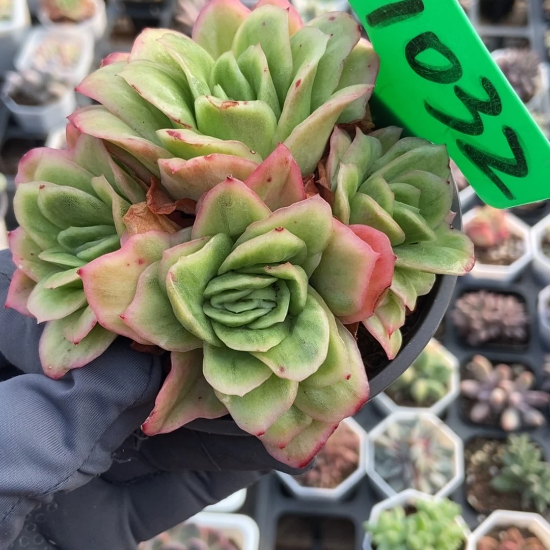 1032冰玫瑰锦多肉植物