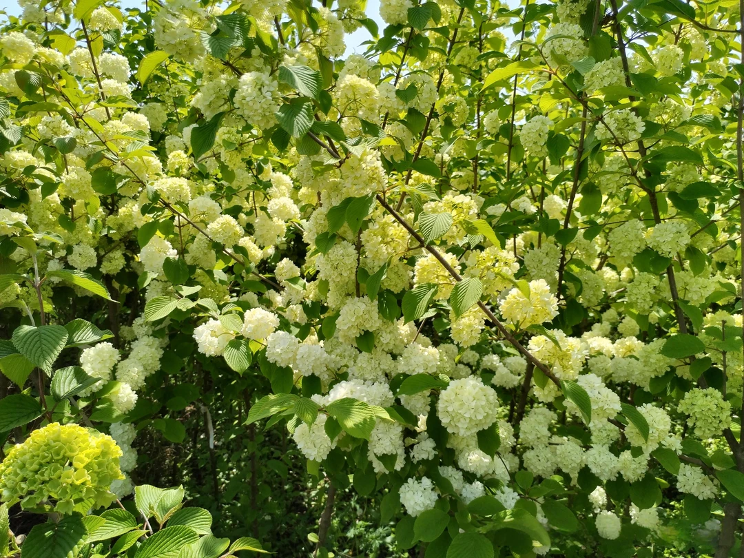 中华木绣球斗球盆栽