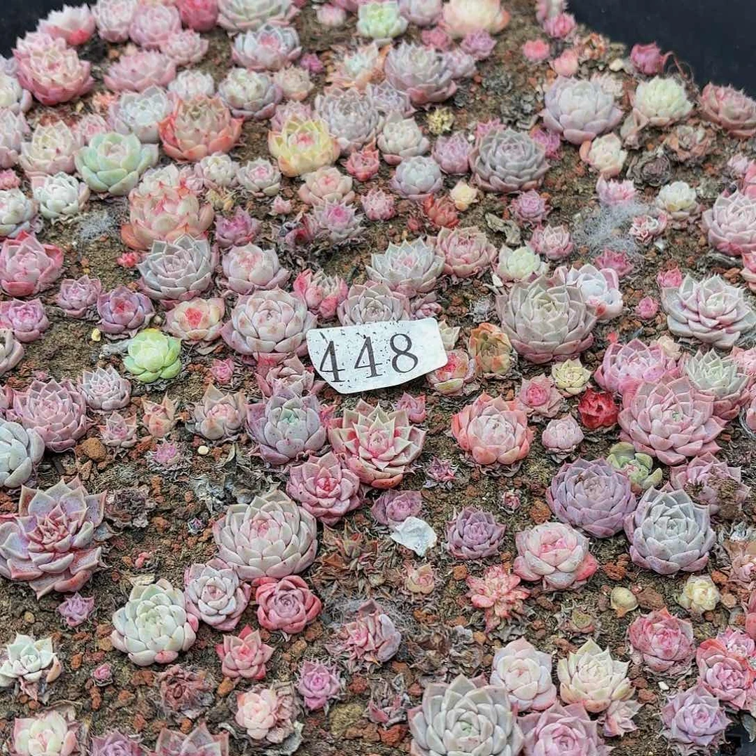 多肉植物多肉植物448