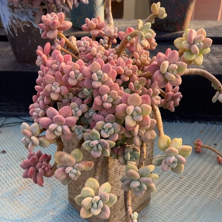 洛神拖土发快递加运费。