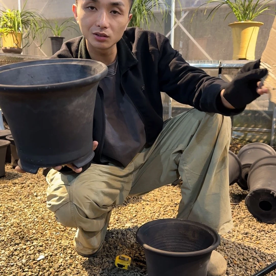 无花朵8寸春兰盆小