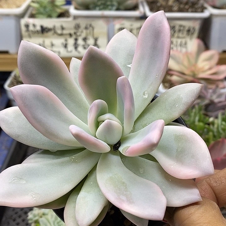 06173 奥普覆轮锦