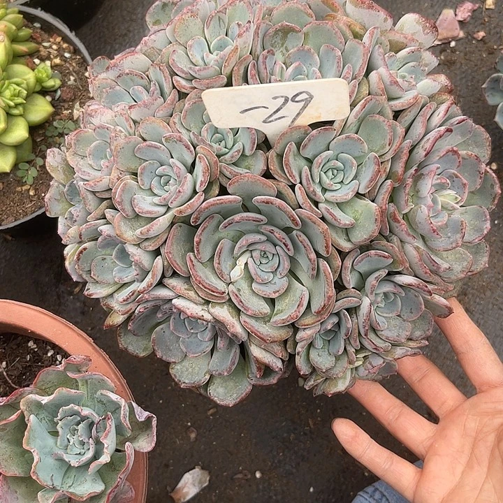 蔷***院晨语多肉，一物一拍29