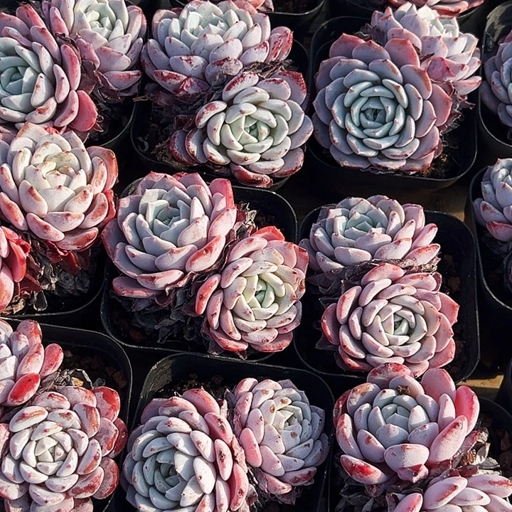 拉菲           福利  多多