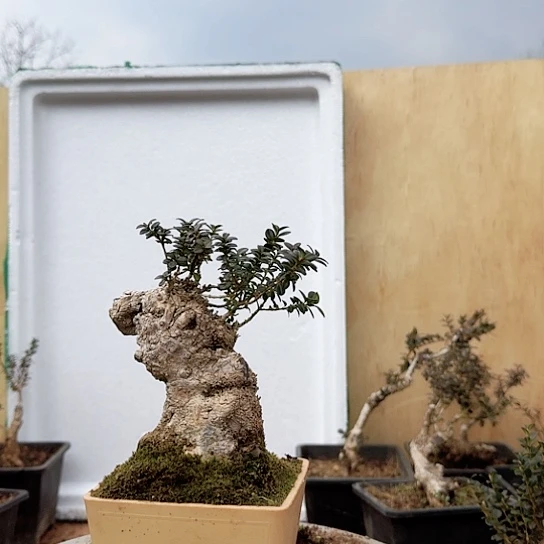 珍珠黄杨盆栽素材