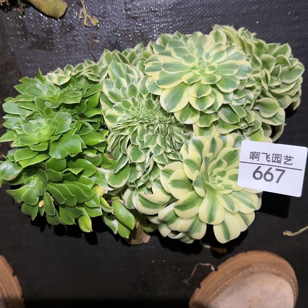 九****)667多肉 迈巴赫法师缀