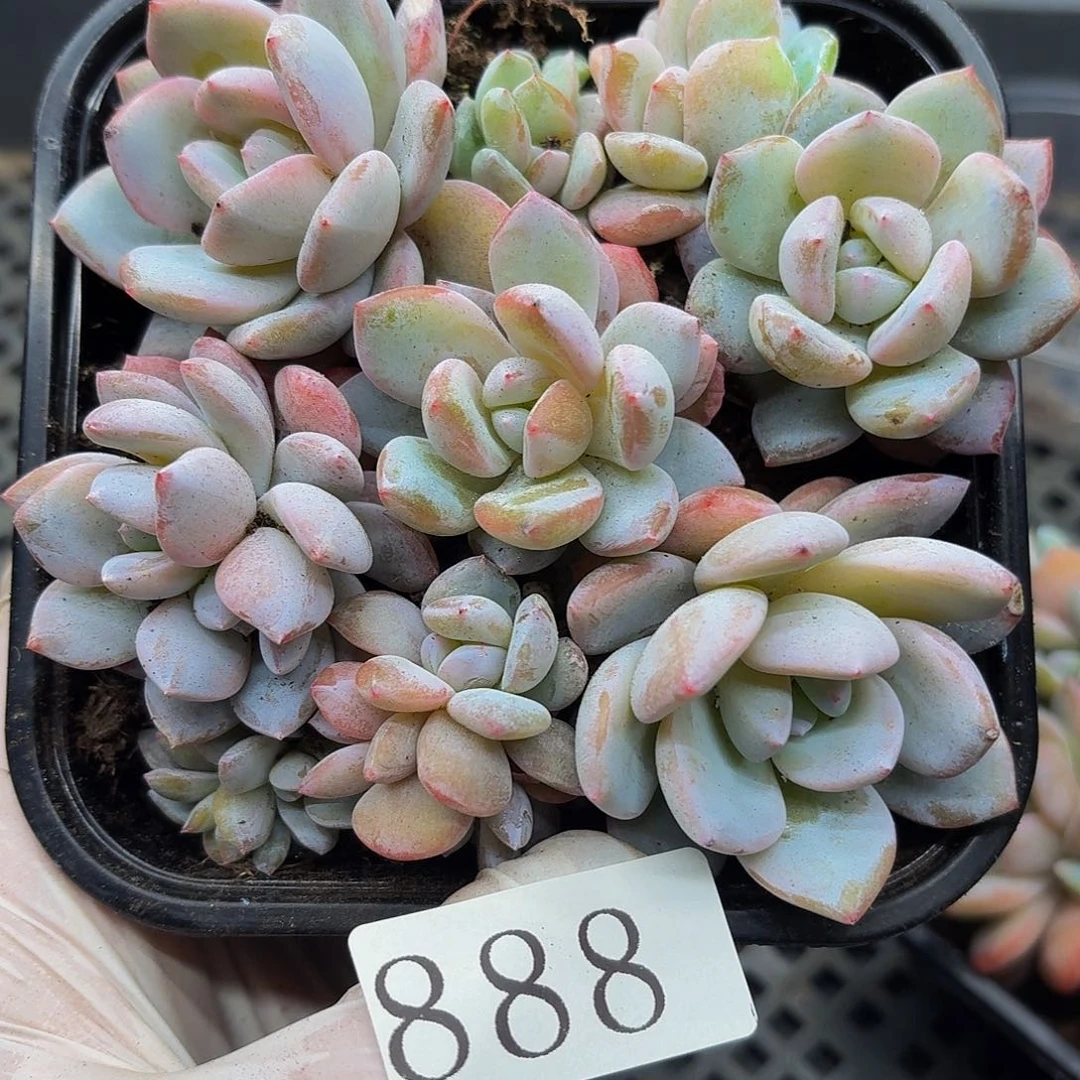 多肉植物多肉植物888