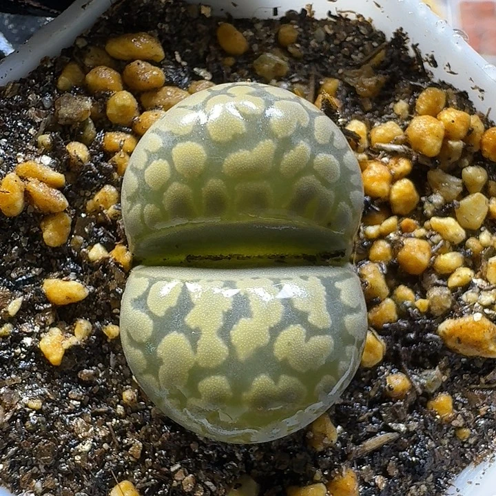 生石花11111122。   301