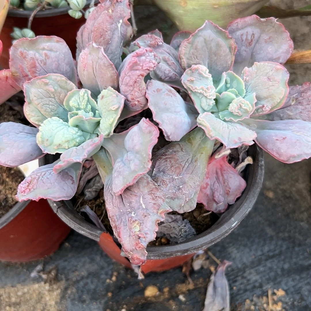 多肉植物狂野男爵