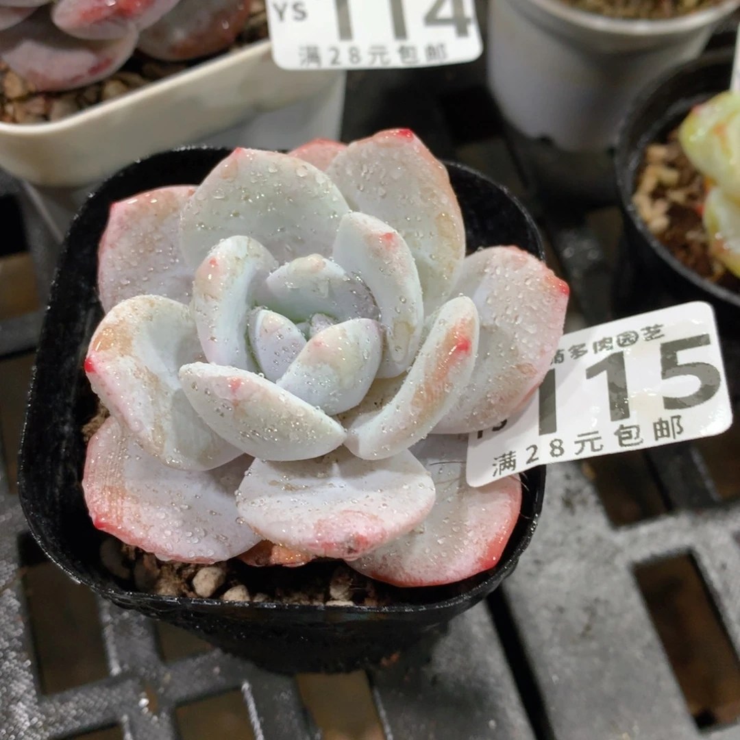 肉萌萌拇指盆精控多肉YS115