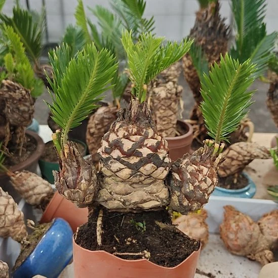 用***6无花朵白鳞铁盆景基地价