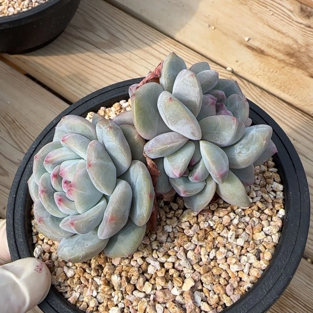 突尼斯发货多肉星影有砍