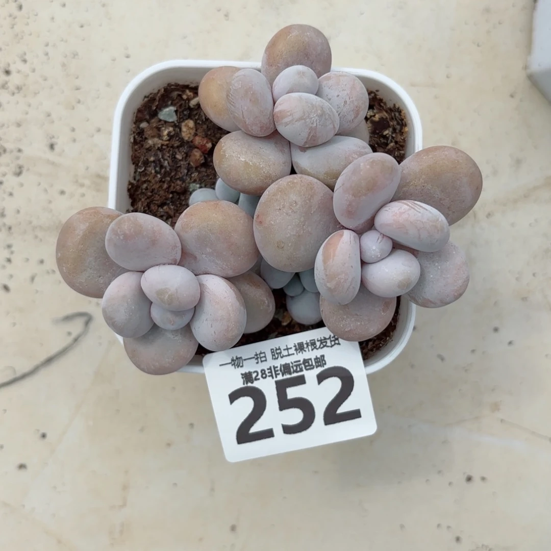 蛋黄奶老桩无盆土发货