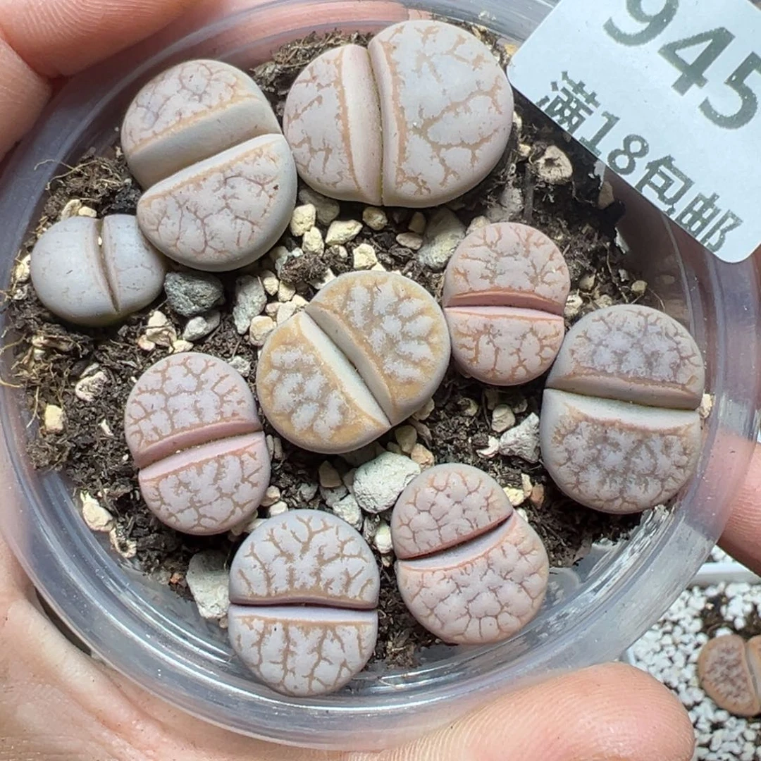 【闪购商品】945……