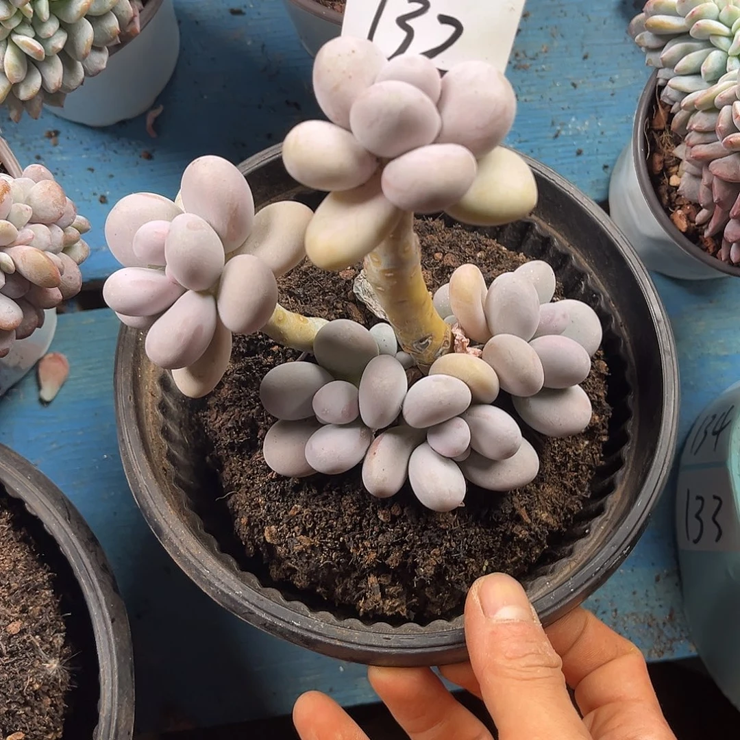 自***！奶酪132号30多肉植物
