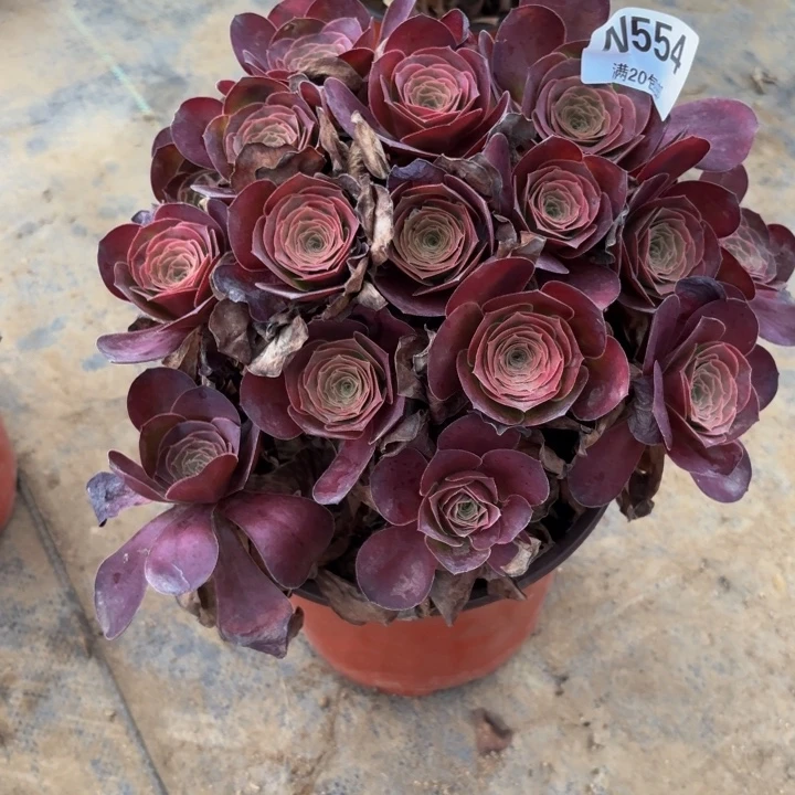 瑞妈多肉园艺554魅金