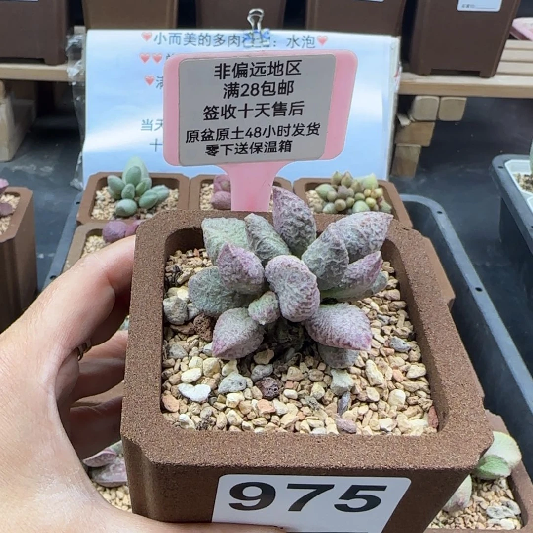 975融化纹猪肝多肉植物