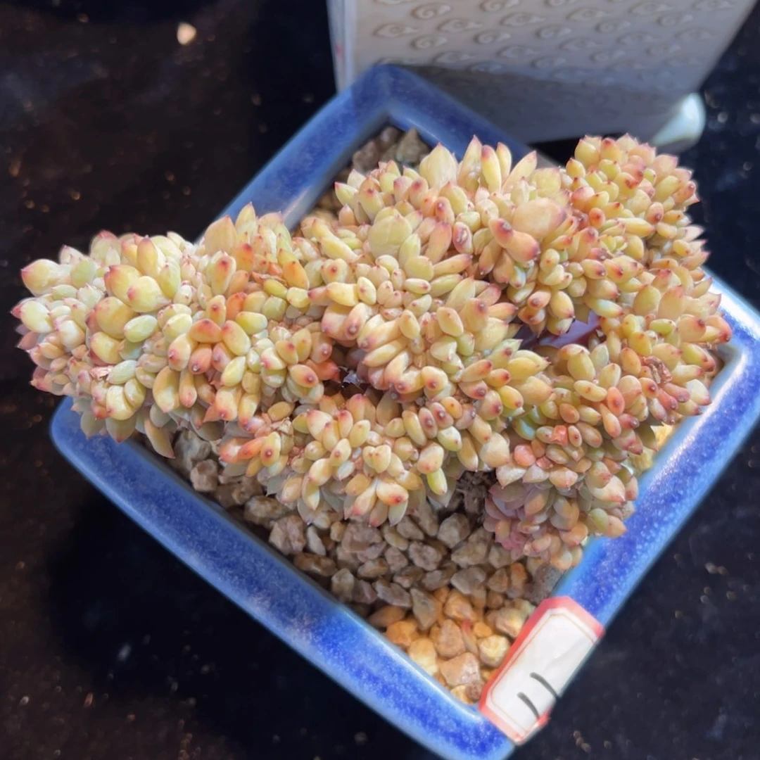 莉**～新年快乐 新年快乐