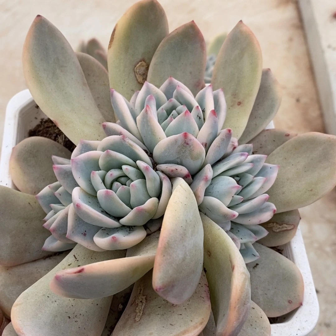 ?**儿梦露锦多肉植物