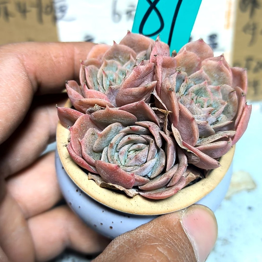 满6元包邮，#81号昂斯洛群