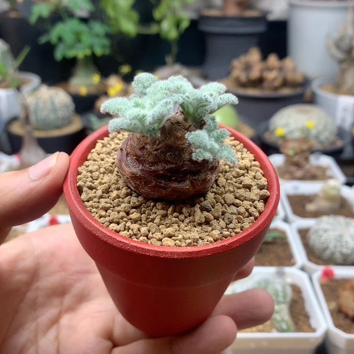 羽叶杨葵母本带盆