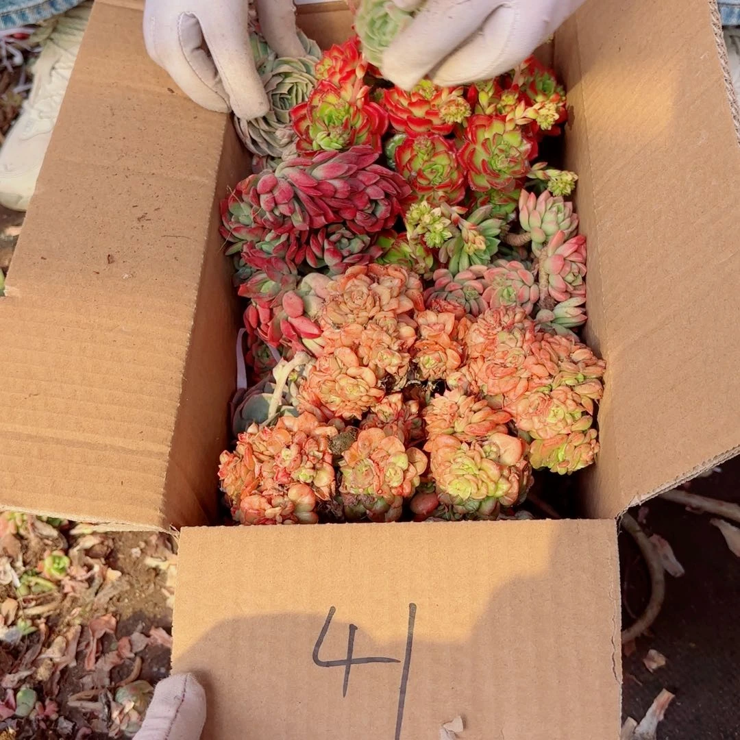 开**好杂花清棚优惠处理不售后41。