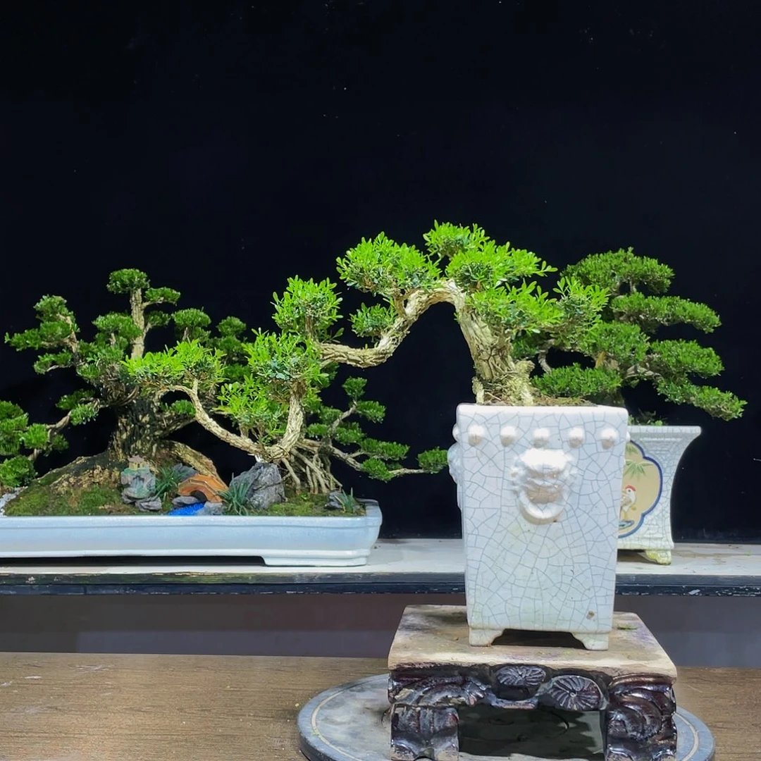 黄杨盆景四季常青