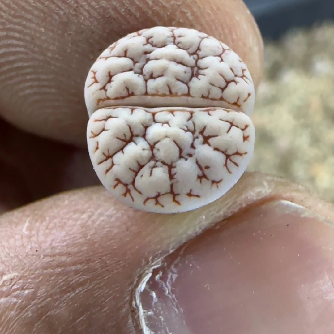 432 生石花大棚直播
