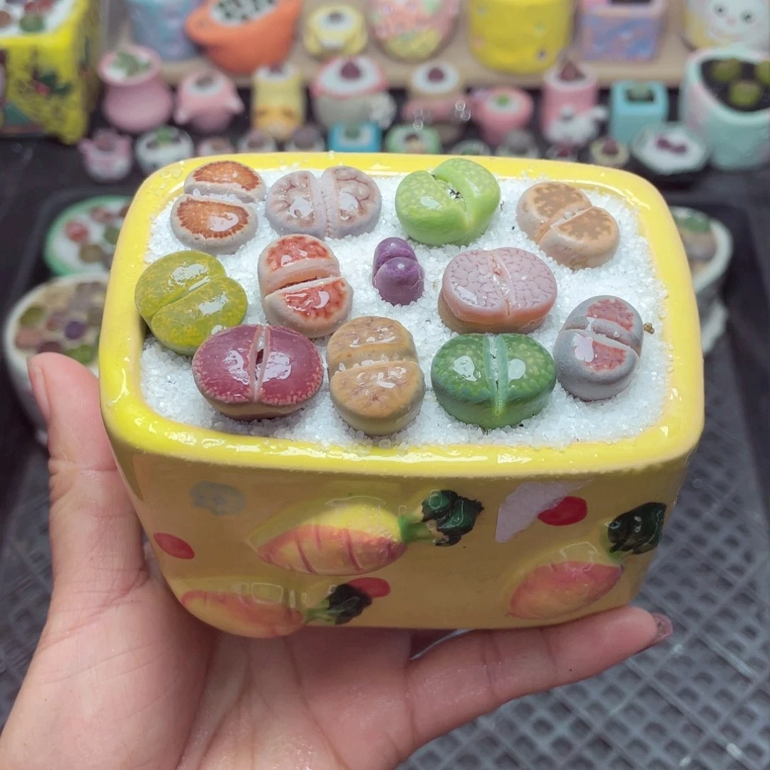 w8097 带盆土发货-零下地区拍保温箱