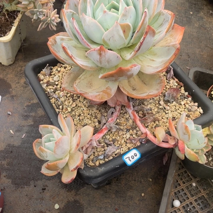 700凤橙 一物一拍多肉