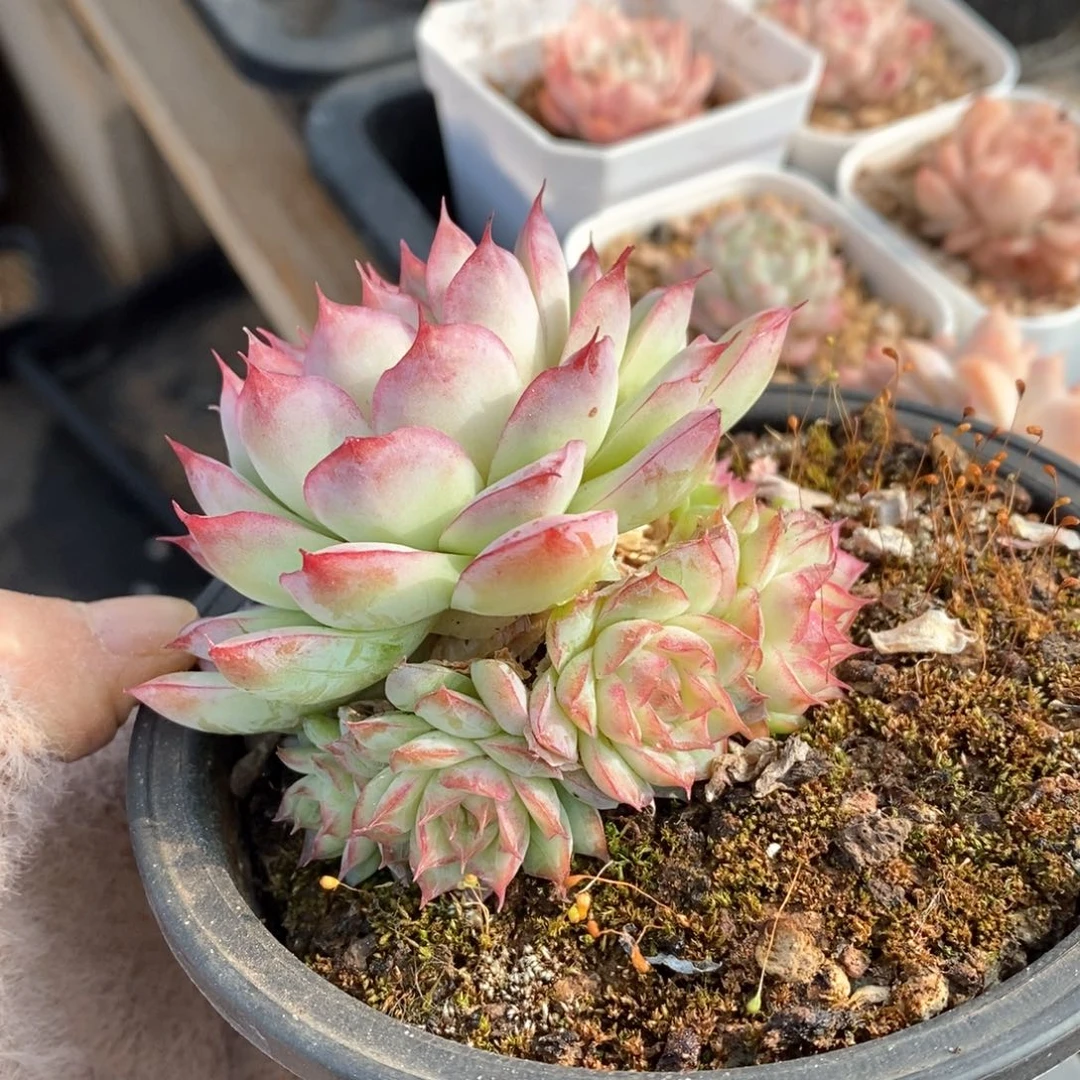 精品多肉一物一的拍168