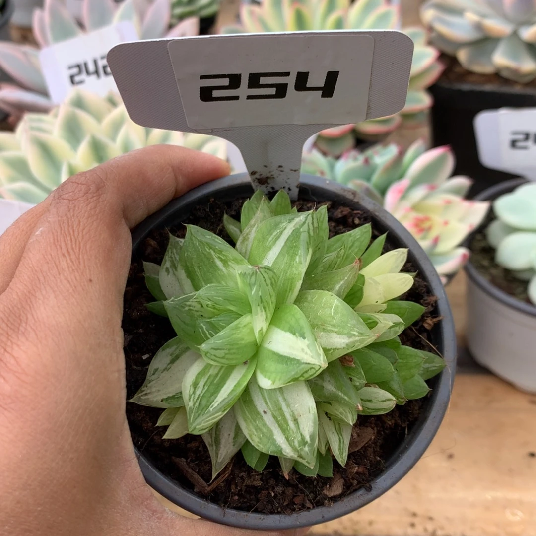 254金之华锦锦锦锦锦