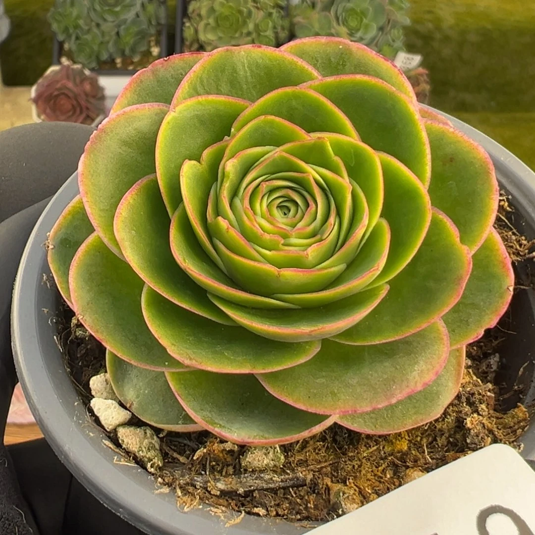 359优选珠光叶边线6厘米