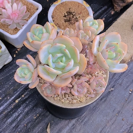 S***y白月光多肉植物群
