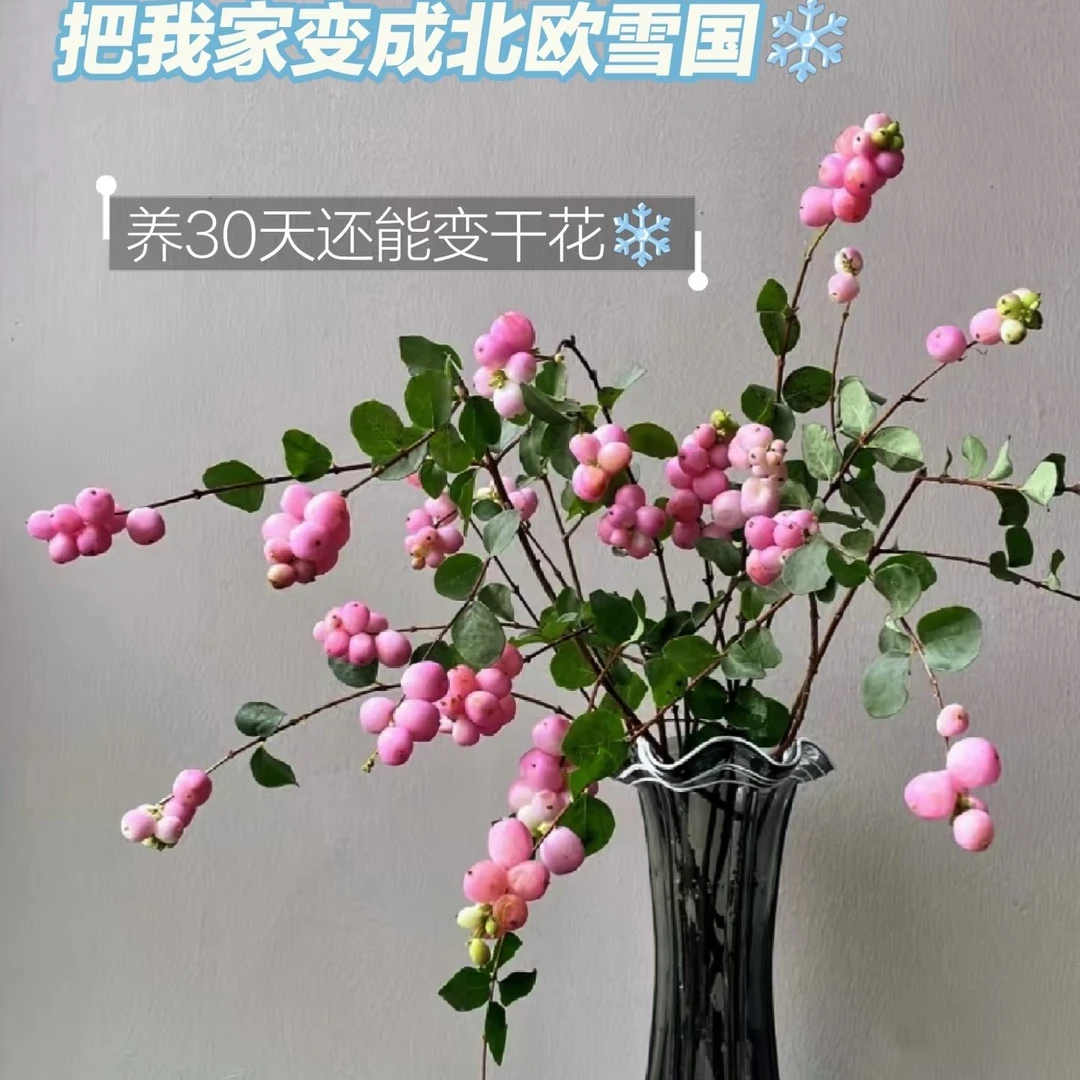 云南小众鲜花花卉家庭雪果鲜切枝新鲜室内水培植物家用插花果材