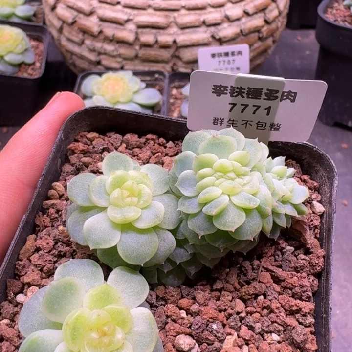 7771纸鸢缀化一物一拍7cm盆