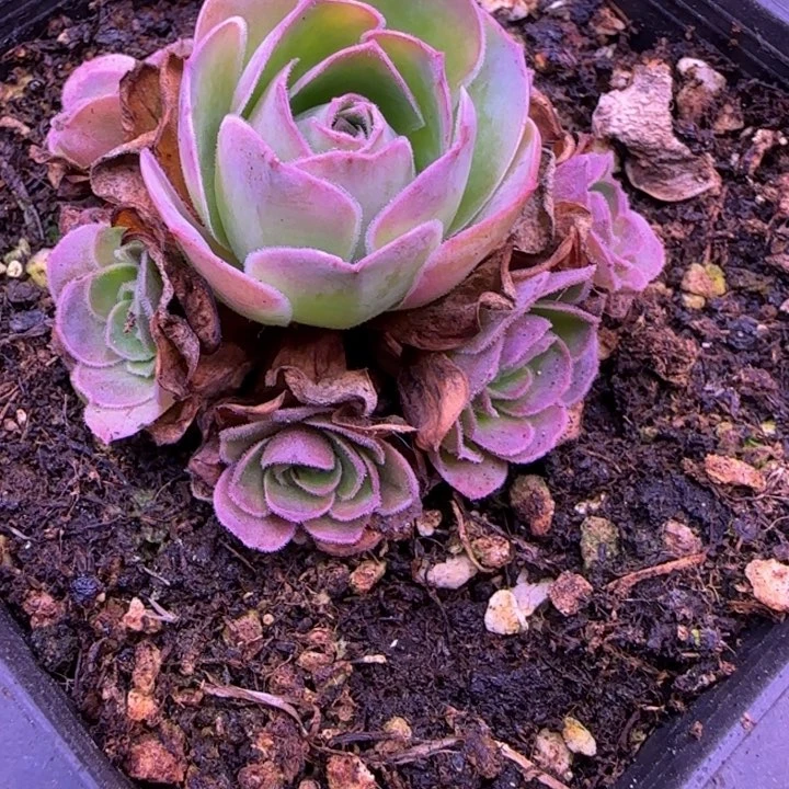捧花5厘米1242427575768686