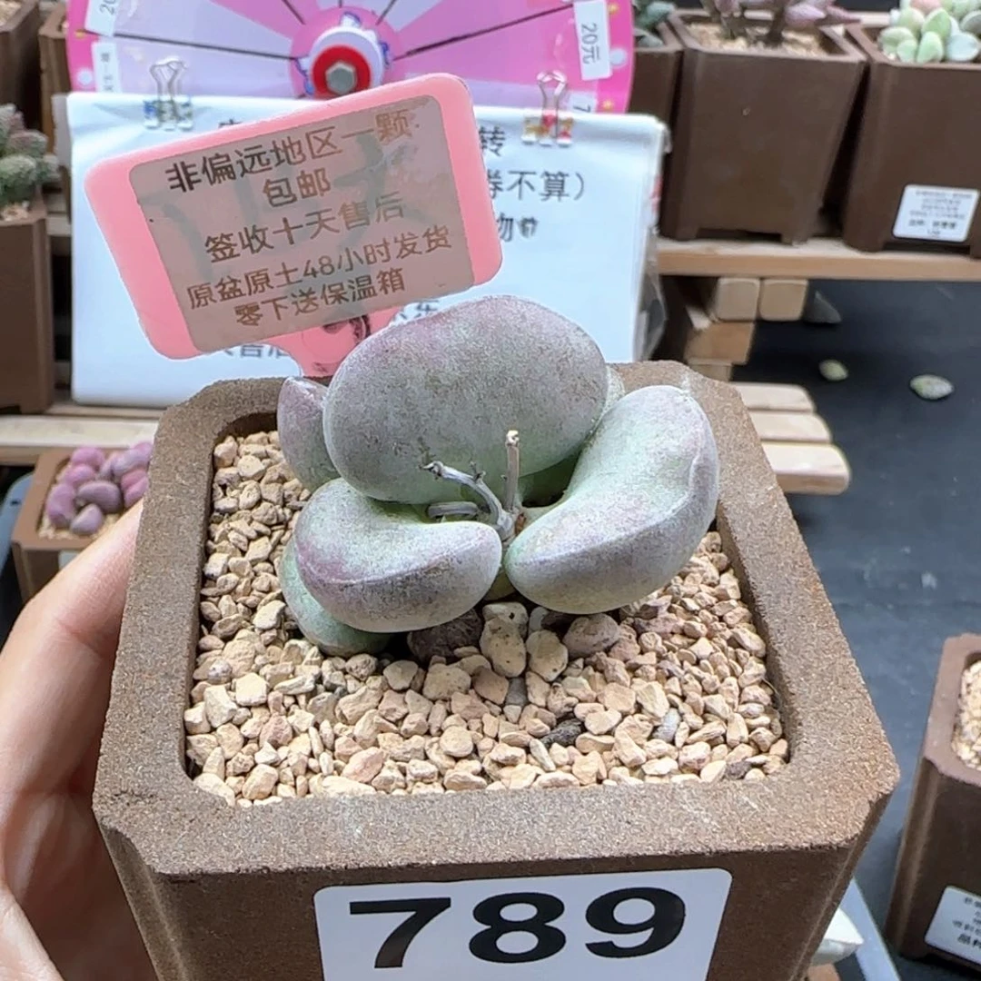 789德系紫蛋多肉