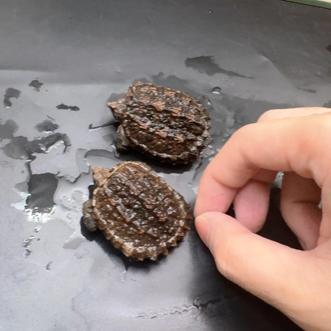 小鳄龟不分公母44
