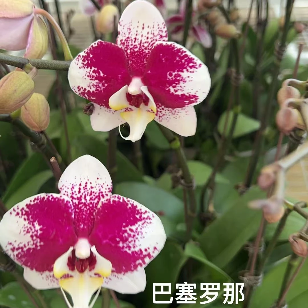 巴塞罗那     精品蝴蝶兰新鲜直供品质优良