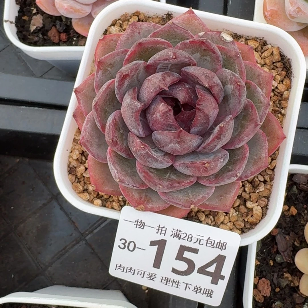 蓝莓无盆土发货无