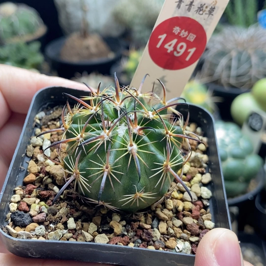 实生黑狂刺琥爪玉一颗