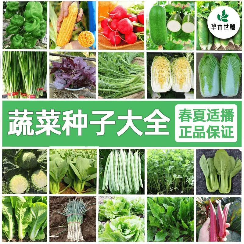 蔬菜种子大全四季播种高产菠菜生菜香菜适合新手播种蔬菜种子
