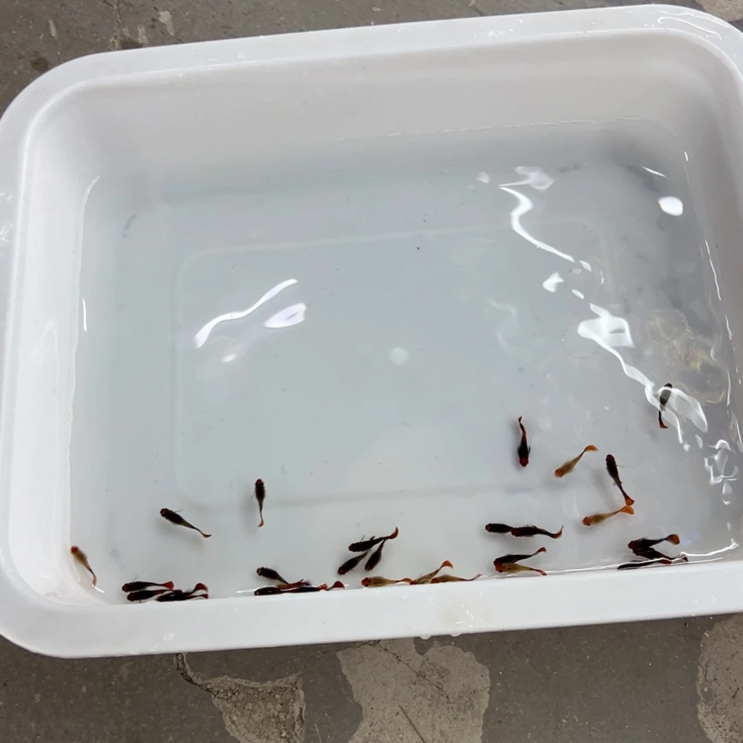 孔雀鱼深海蓝玻璃猫29条